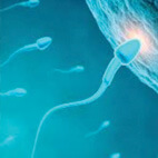 Spermatozoid image